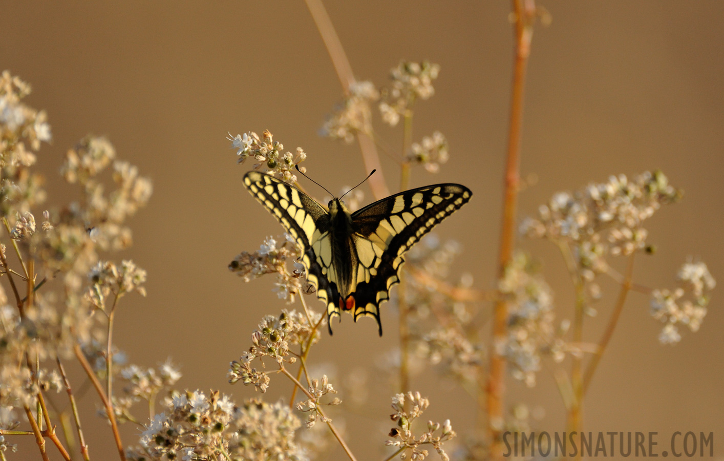 Papilio machaon [550 mm, 1/2500 Sek. bei f / 7.1, ISO 1600]